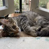Котята, кот 1