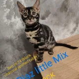Бенгальские котята 2