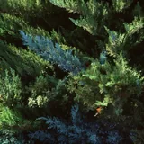 Kodak Ektachrome 100D цветная пленка 4