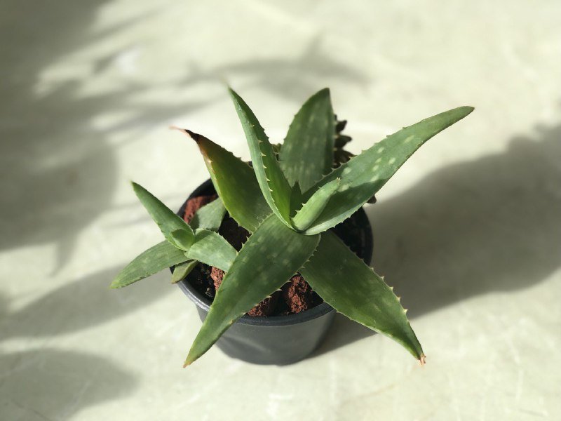 Комнатные растения: бегонии, алоэ Вера, хавортия, денежное дерево, папоротник 3