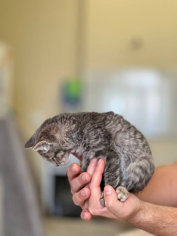 Красивая ласковая девочка кошка ищет дом