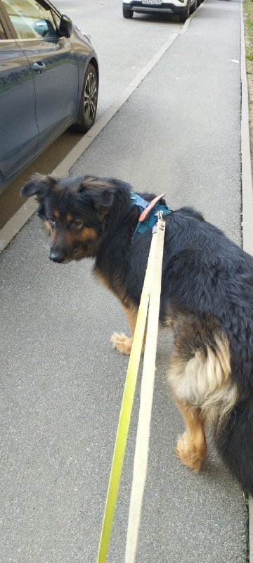 Услуги по выгулу собак и уход за животными на дому