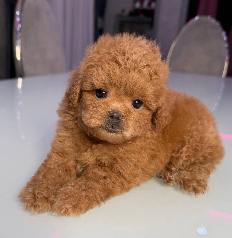 Шикарные щенки