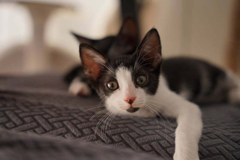 Кошка Малинка 4 месяца в дар 3