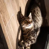 Кошка 2