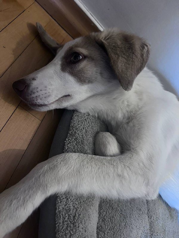 Щенок в хорошие руки с игрушками и лежанками 2