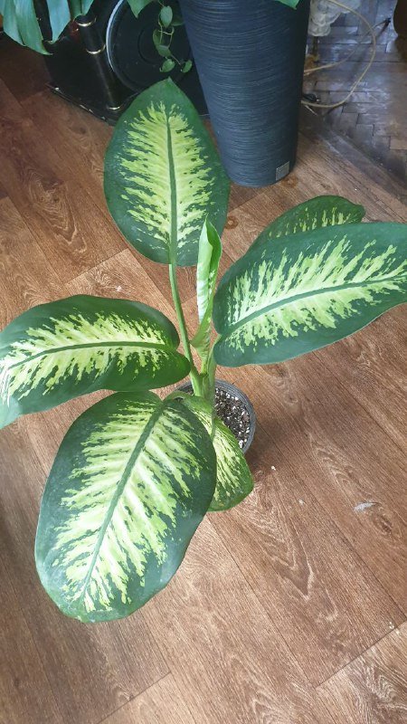 Драцена, Филодендрон, Хеппи лив, Диффенбахия, Аглаонема, Нолина, Сциндапсус, Монстера, Марбл квин, Сансевиерия 4