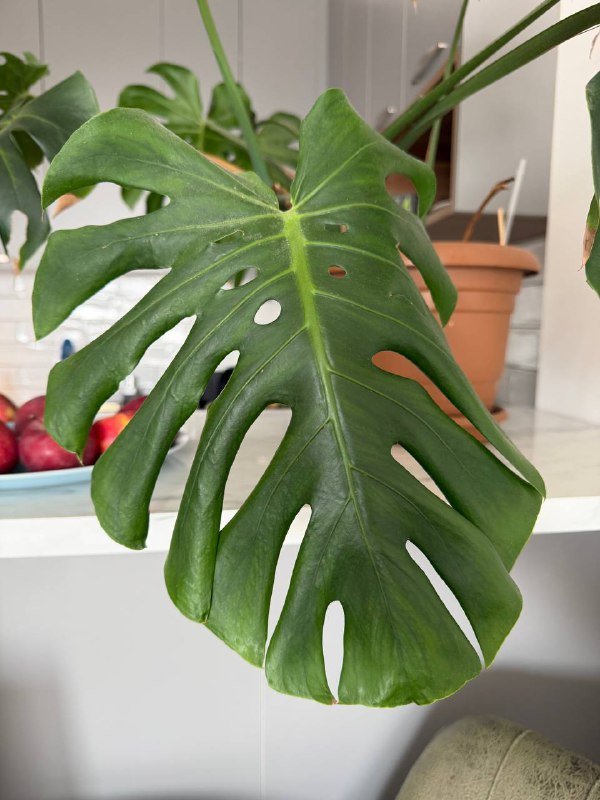 Монстера, компьютерный стул, стол, монитор 3