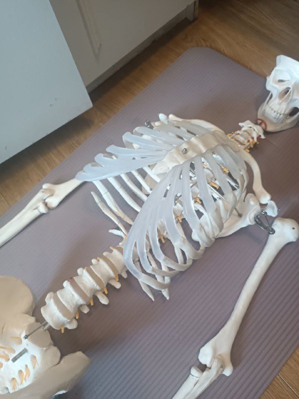 Анатомический скелет человека 170 см 5