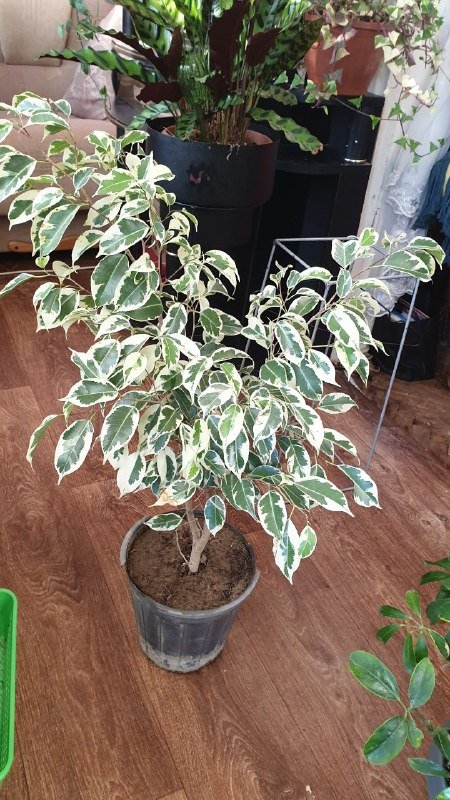 Фикус вареагатный, зеленый, лираты