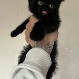 Черный котенок 2