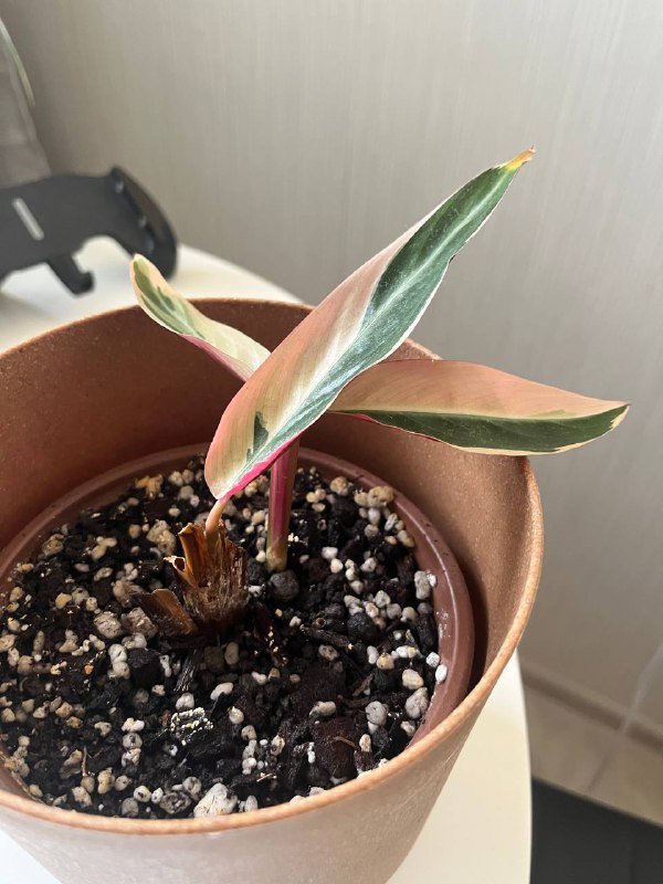 Настольная игра Dixit, What Do you Meme?, Фен, Кофеварка, Зонт, Комнатные растения 5