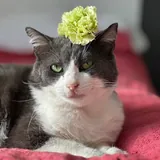 Кот Бэмби 5