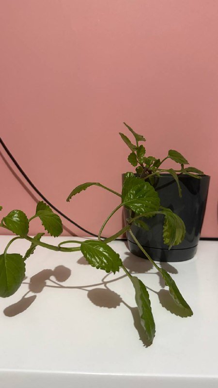 Авокадо в горшках разного размера 5