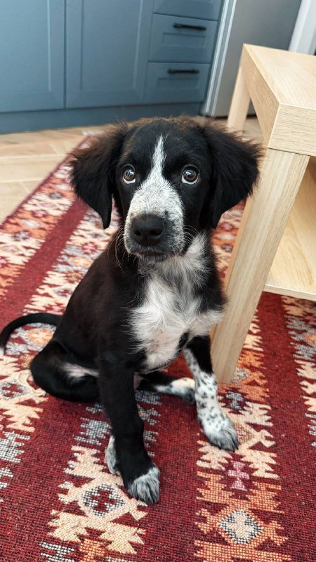 Щенок Макс с приданым ищет дом 3