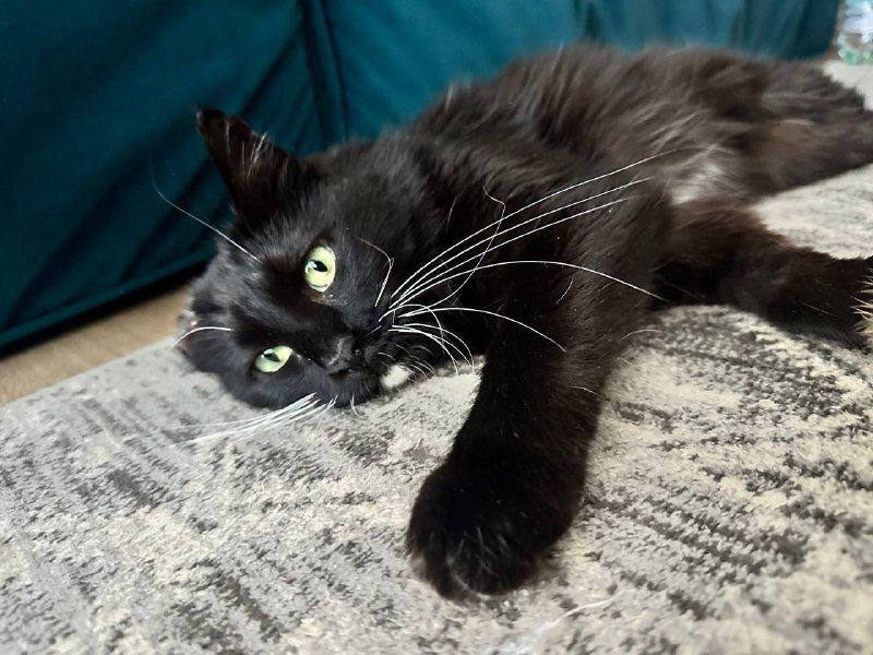 Черно-белая кошка в дар или передержку