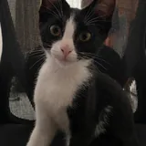 Две котятa девочки 1