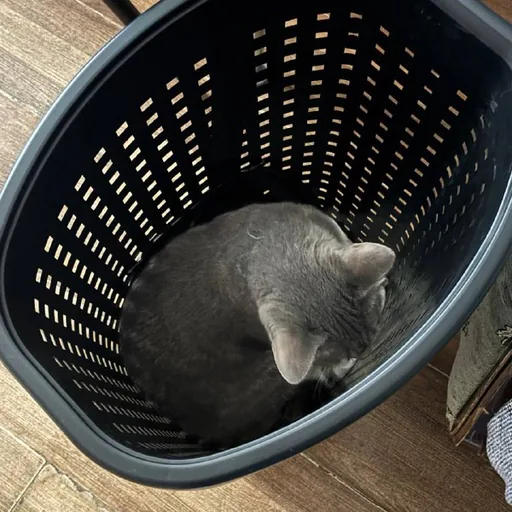 Laundry basket with lid