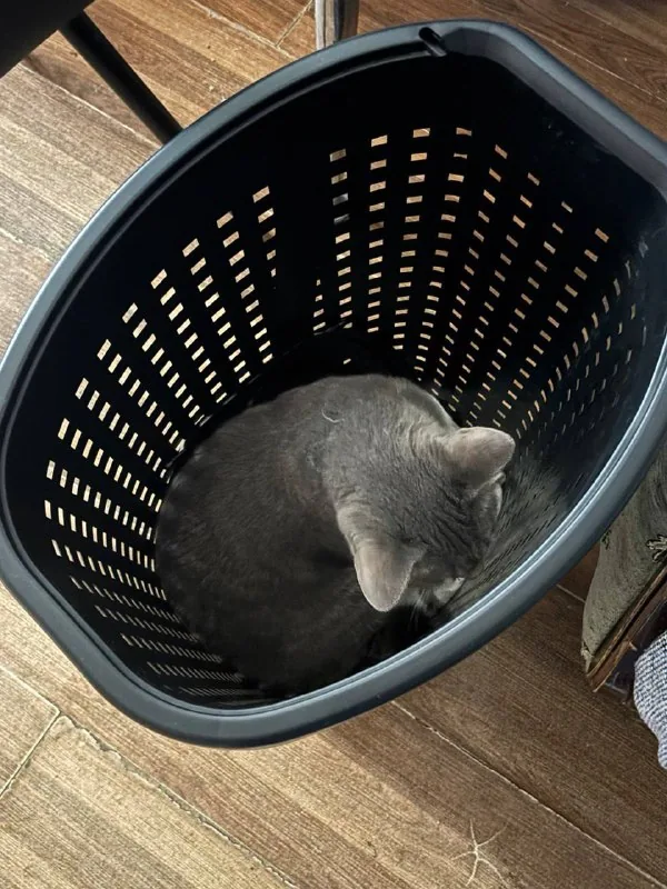 Laundry basket with lid 1