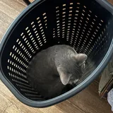 Laundry basket with lid 1