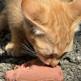 Котенок девочка 4