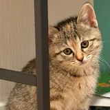 Котенок 3
