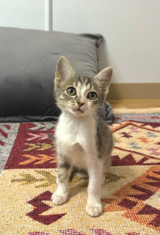 Котенок мальчик приучен к лотку
