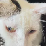 Кошка Луми ищет дом 3