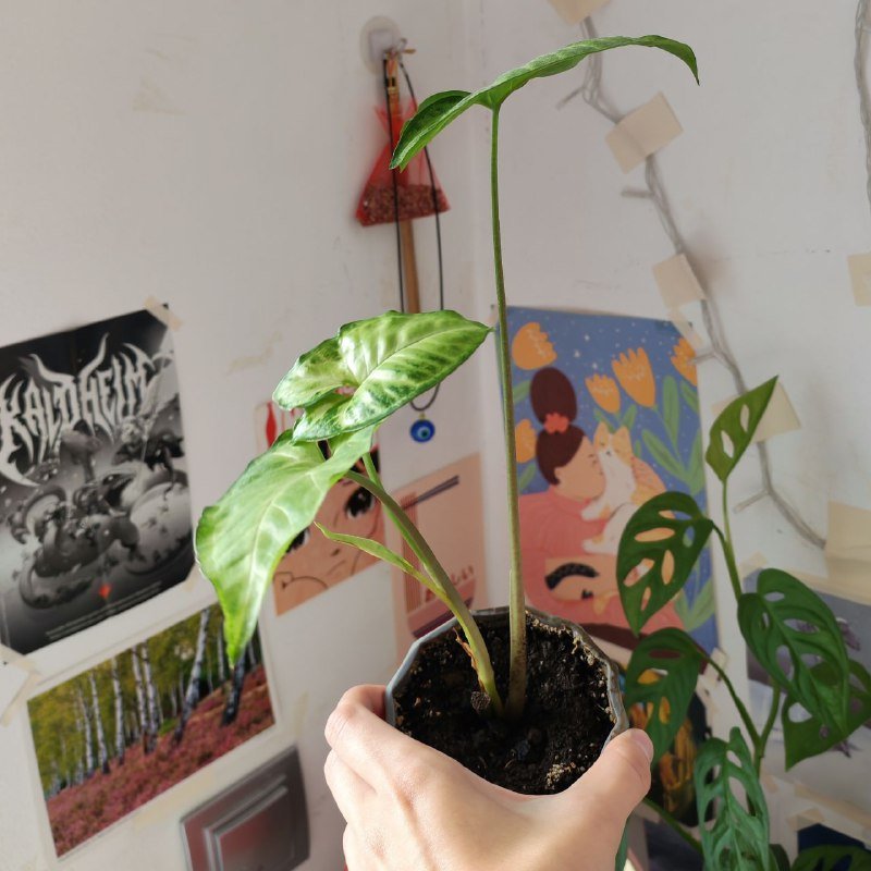 Монстера манки, Сингониум 4