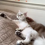 Кот, перс 3