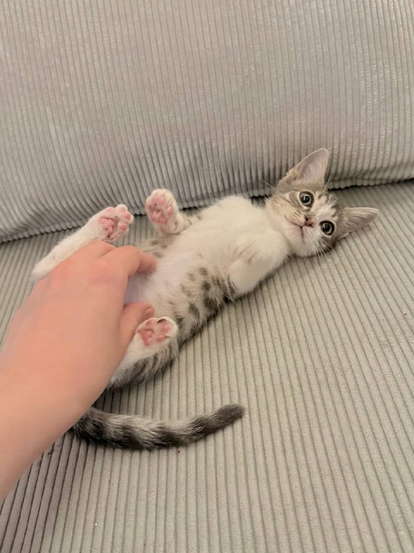 Котенок мальчик, приучен к лотку 3