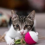 Аскольд и Сириус, котята 1