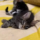 Котенок мейн-куна 1
