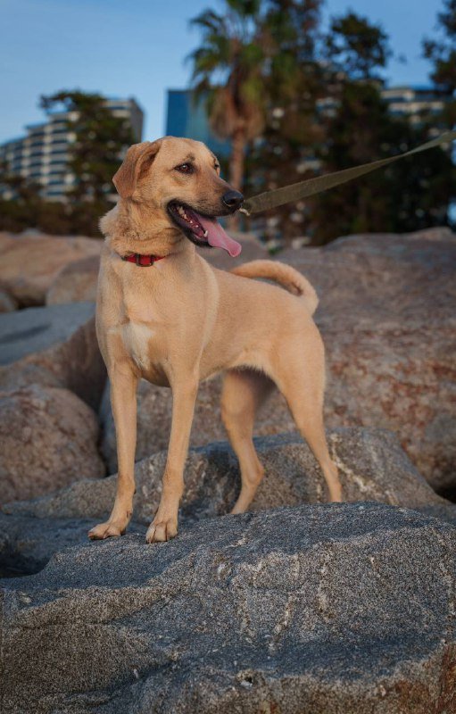 Собака Кали ищет дом 6