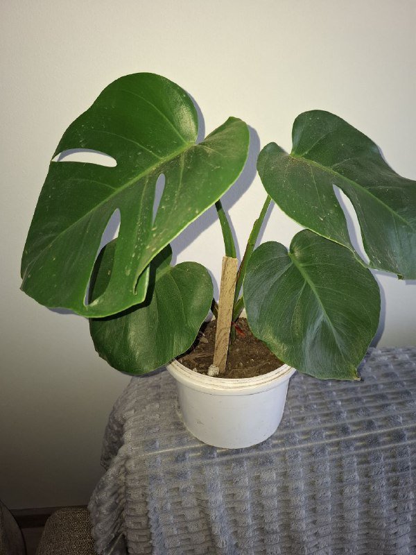 Суккуленты, монстеры разных размеров 5