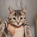 Котята 3