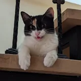 Котята, кошка Янья, кошка Бяка 3
