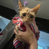 Ласковый котёнок мальчик ищет семью 1