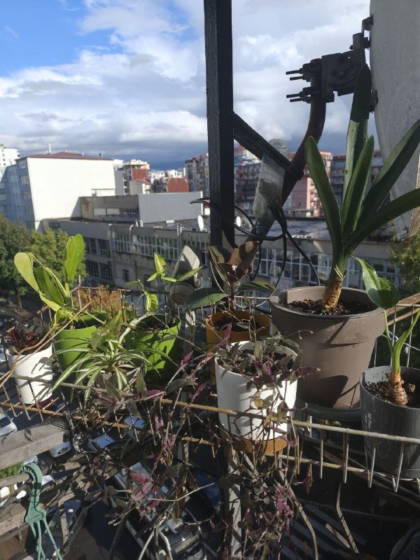 Цветы, комнатные растения 2