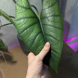 Алоказия бисма 2
