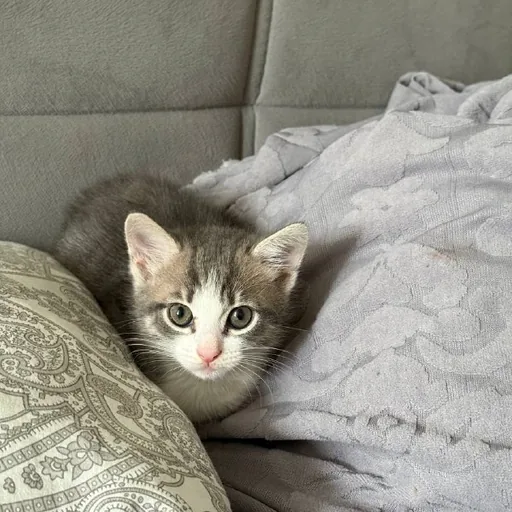 Котёнок
