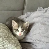 Котёнок 1