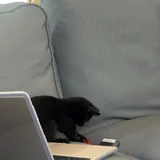 Котенок, девочка 2 месяца 3