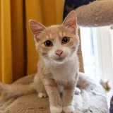 Котёнок Печенька ищет дом 2