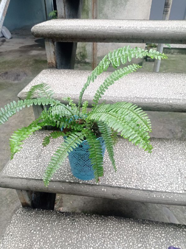 Папоротник