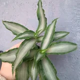 Редкие сортовые комнатные растения и цветы 5