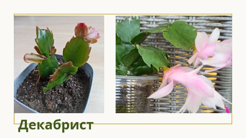 Декабрист, Пеларгония, Красула Голлум, Суккуленты, Красула Овата