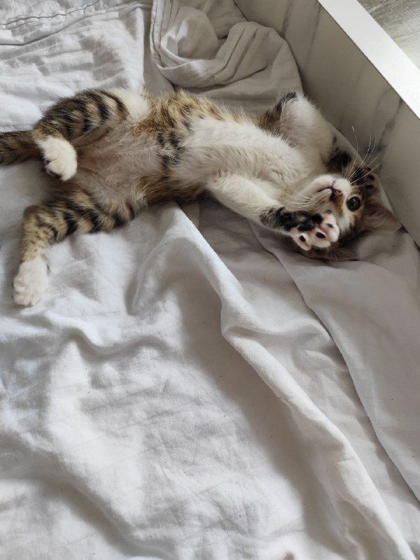 Котята Киси и Твиши ищут хозяев 9