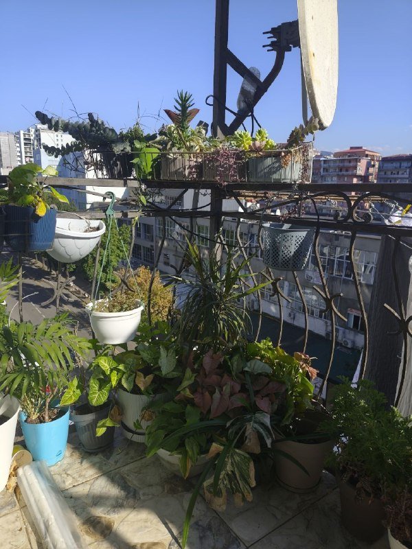 комнатные растения