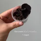 Комнатные растения, цветы 5